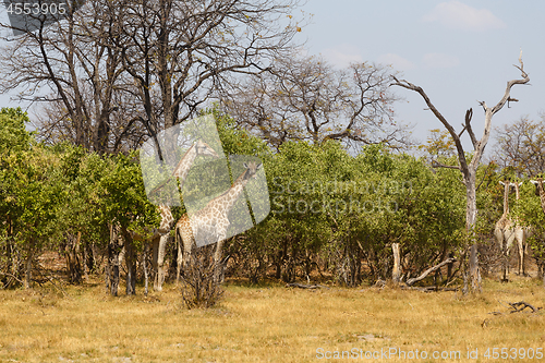 Image of adult giraffe grazing on tree