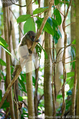 Image of white-headed lemur (Eulemur albifrons), Madagascar