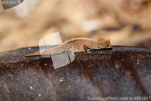 Image of tiny chameleon Brookesia minima, micra, Madagascar