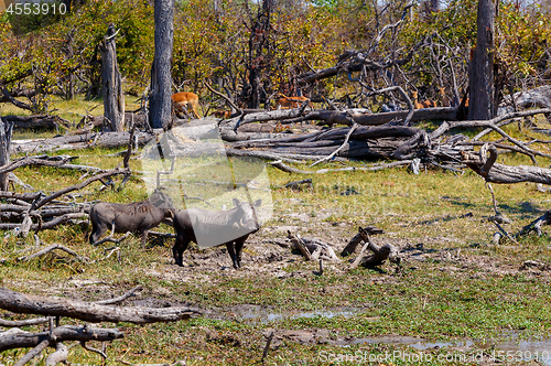 Image of Warthog pig, Okavango delta, Africa wildlife