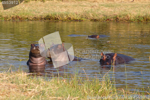 Image of Hippo Hippopotamus, Okavango delta, Botswana Africa