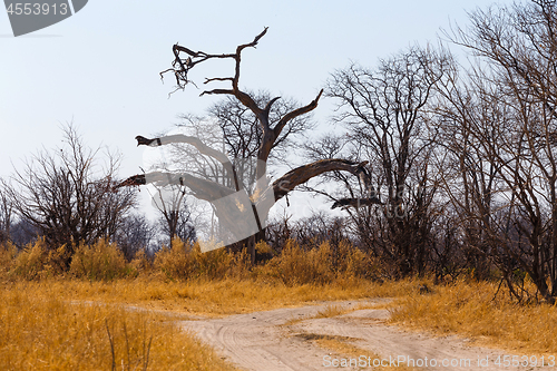 Image of Moremi game reserve, Okavango delta, Africa Botswana