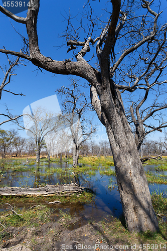 Image of Moremi game reserve, Okavango delta, Botswana Africa