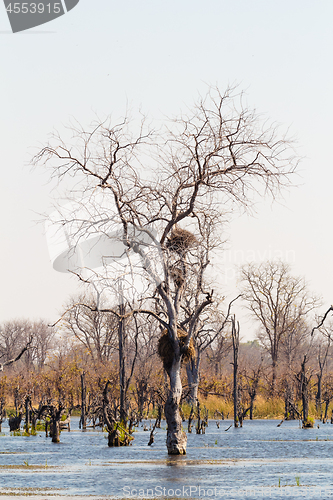 Image of Moremi game reserve, Okavango delta, Botswana Africa