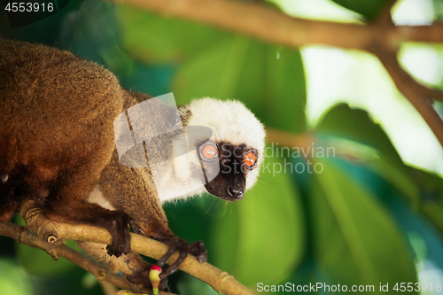 Image of white-headed lemur (Eulemur albifrons), Madagascar