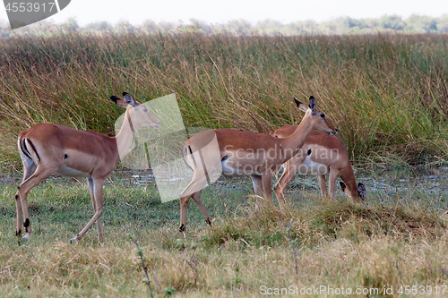 Image of Impala antelope, okavango delta, Botswana Africa