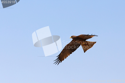 Image of flying predator bird falcon, okavango, Botswana