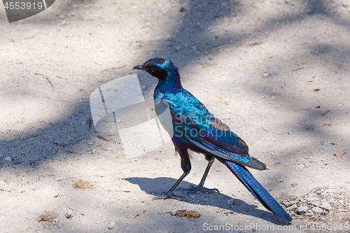 Image of bird Cape starling, Okavango, Botswana Africa