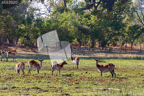 Image of herd southern lechwe in Okavango, Botswana, Africa