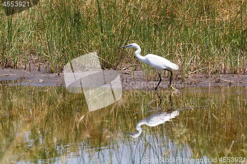 Image of bird Great egret, okavango, Botswana, Africa