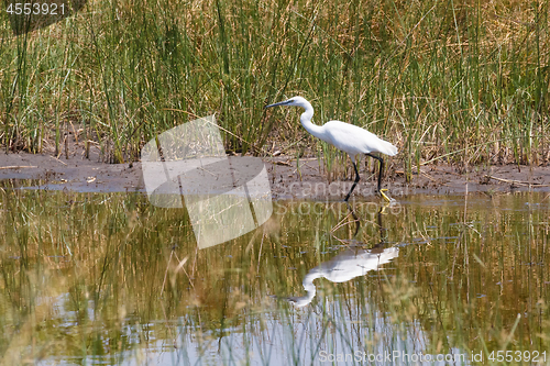 Image of bird Great egret, okavango, Botswana, Africa