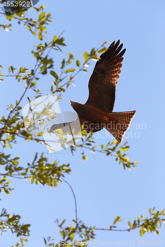 Image of flying predator bird falcon, okavango, Botswana