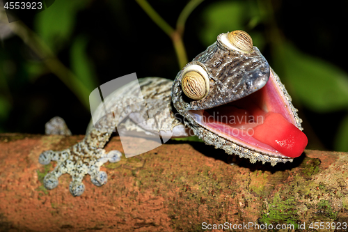 Image of Giant Leaf-tail Gecko, Uroplatus fimbriatus, Madagascar