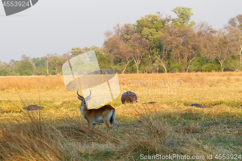 Image of southern lechwe in Okavango, Botswana, Africa