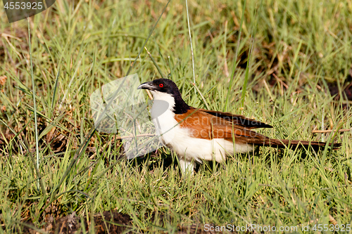 Image of bird coppery-tailed coucal, Okavango, Botswana Africa