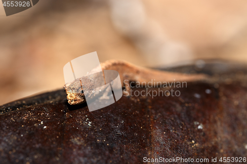 Image of tiny chameleon Brookesia minima, micra, Madagascar