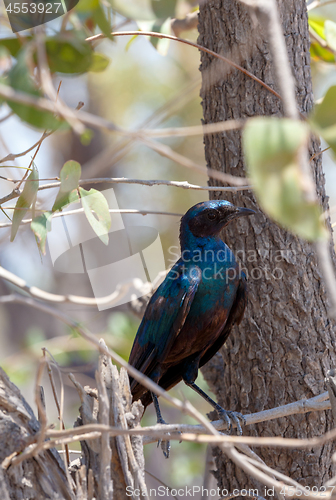 Image of bird Cape starling, Okavango, Botswana Africa