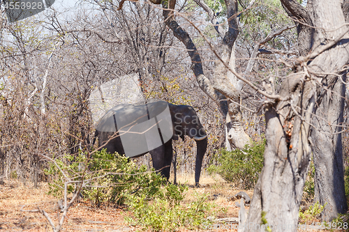 Image of African Elephant Moremi Game reserve, Okavango Delta