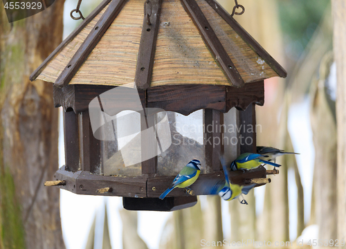 Image of bird great tit in bird house, bird feeder