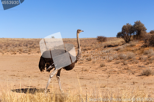 Image of Ostrich, Kgalagadi, South Africa, safari wildlife