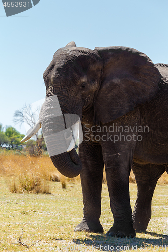 Image of African elephant Africa safari wildlife and wilderness