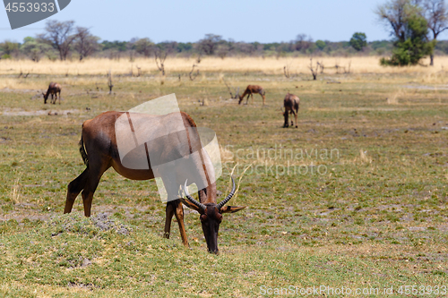 Image of antelope tsessebe Africa safari wildlife and wilderness