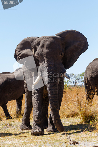 Image of African elephant Africa safari wildlife and wilderness
