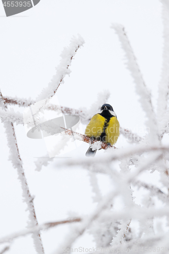 Image of beautiful small bird great tit in winter