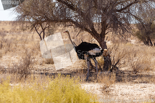 Image of Ostrich (Struthio camelus), Kgalagadi, South Africa, safari wildlife