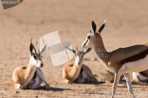 Image of herd of springbok, Africa safari wildlife