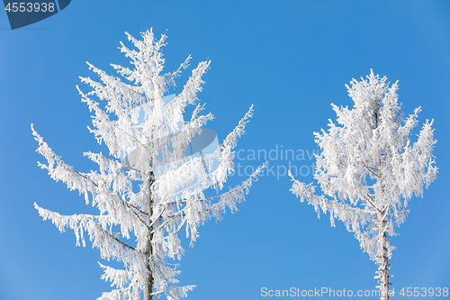 Image of snowy trees in winter landscape and rural road