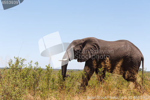 Image of African elephant Africa safari wildlife and wilderness