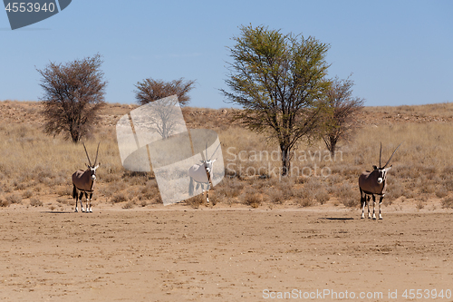 Image of Gemsbok, Oryx gazelle in kgalagadi, South Africa safari Wildlife