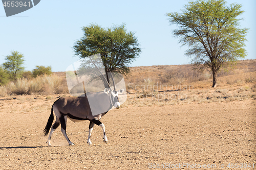 Image of Gemsbok, Oryx gazelle in kgalagadi, South Africa safari Wildlife