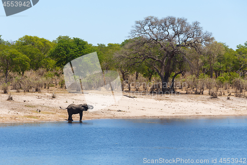 Image of African elephant Africa safari wildlife and wilderness