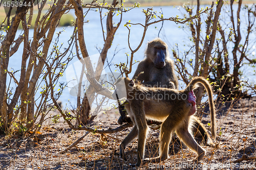 Image of monkey Chacma Baboon family, Africa safari wildlife and wilderness