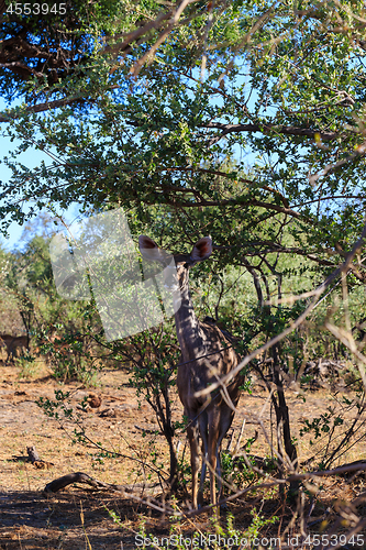 Image of greater kudu (Tragelaphus strepsiceros) Africa safari wildlife and wilderness