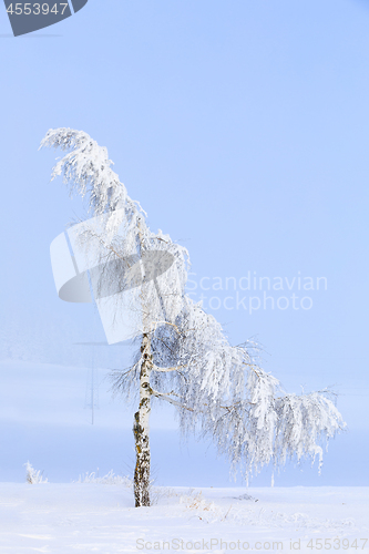 Image of snowy trees in winter landscape and rural road