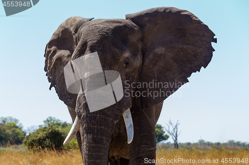 Image of African elephant Africa safari wildlife and wilderness