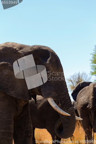 Image of African elephant Africa safari wildlife and wilderness