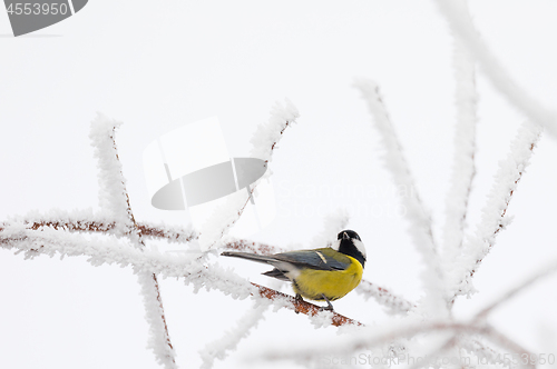 Image of beautiful small bird great tit in winter