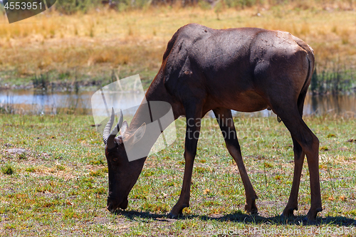 Image of antelope tsessebe Africa safari wildlife and wilderness