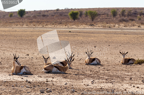 Image of herd of springbok, Africa safari wildlife