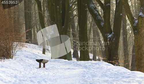 Image of lonely wooden bench covered by snow in park