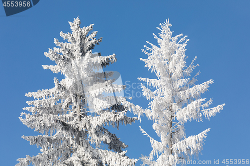 Image of snowy trees in winter landscape and rural road