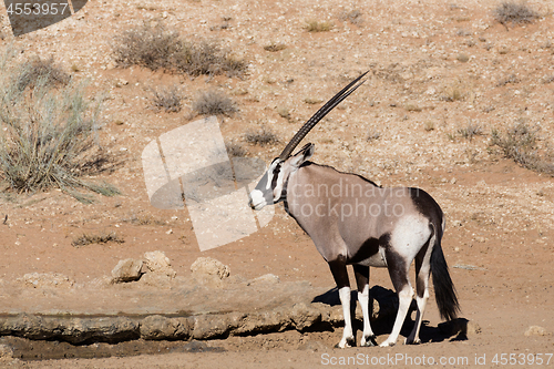 Image of Gemsbok, Oryx gazelle in kgalagadi, South Africa safari Wildlife