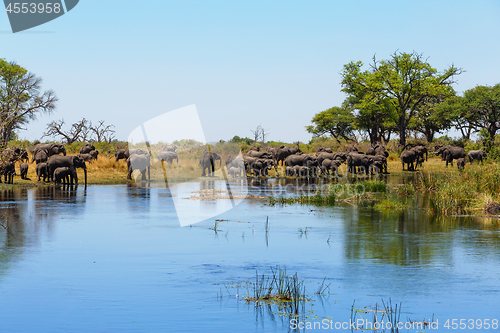 Image of African elephant Africa safari wildlife and wilderness