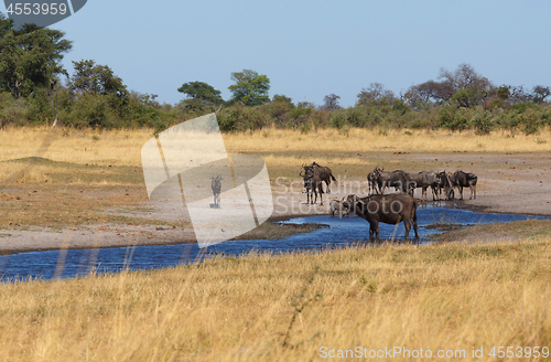 Image of wildebeest and buffalo, Africa safari wildlife and wilderness