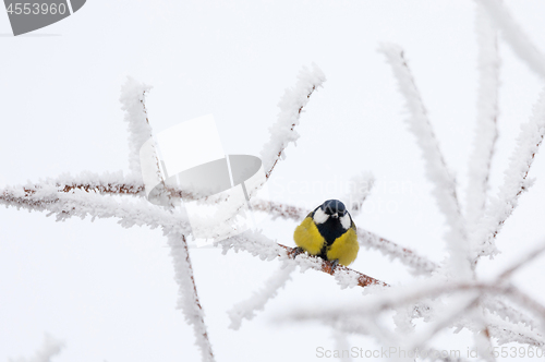 Image of beautiful small bird great tit in winter