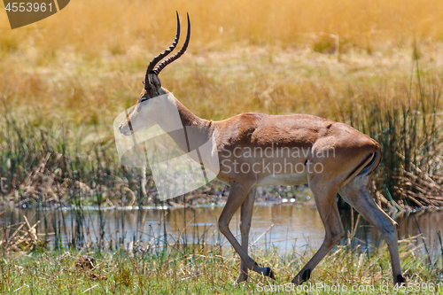 Image of southern lechwe Africa safari wildlife and wilderness